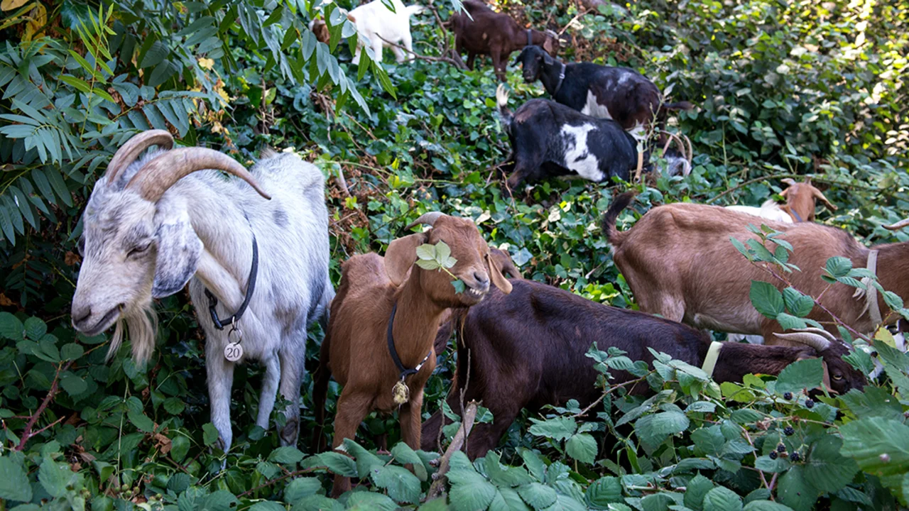 goats