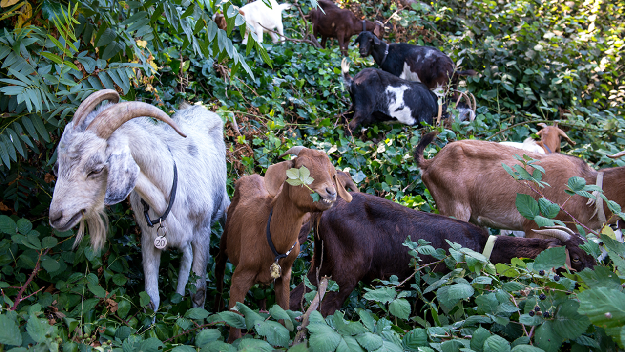 goats