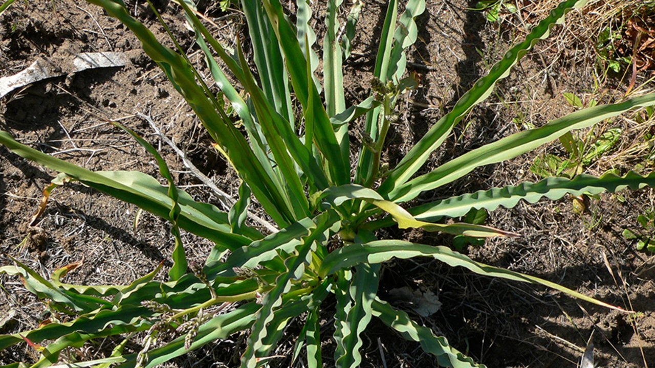 Waveyleaf Soap-plant (Chlorogalum pomeridianum, Liliaceae family)