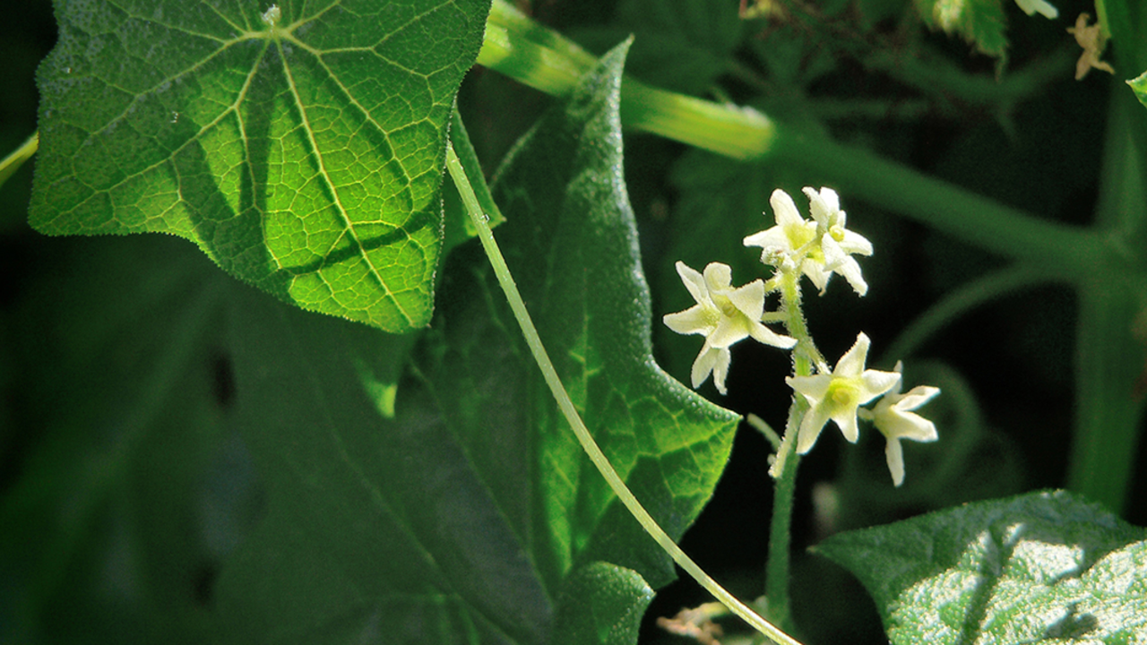Wild Cucumber, or California Manroot, (Marah fabaceus, Cucurbitaceae family), along the Battery East Trail, Presidio