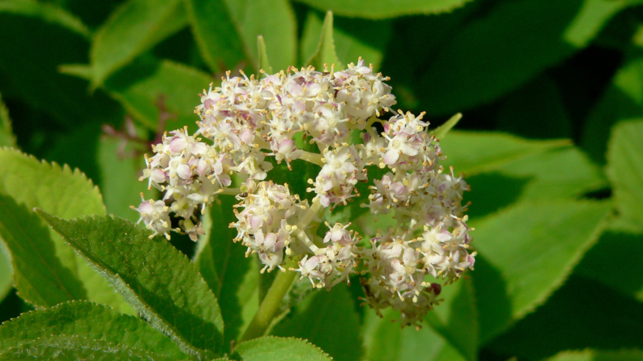 Sambucus racemosa (Red Elderberry)
