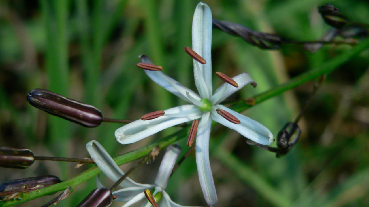 Chlorogalum pomeridianum (Soap Leaf, Soap Plant)
