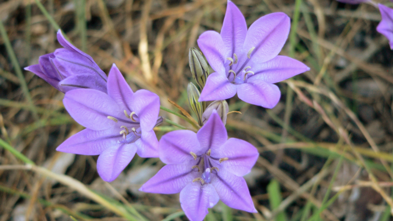 Triteleia laxa (Ithuriel's Spear)