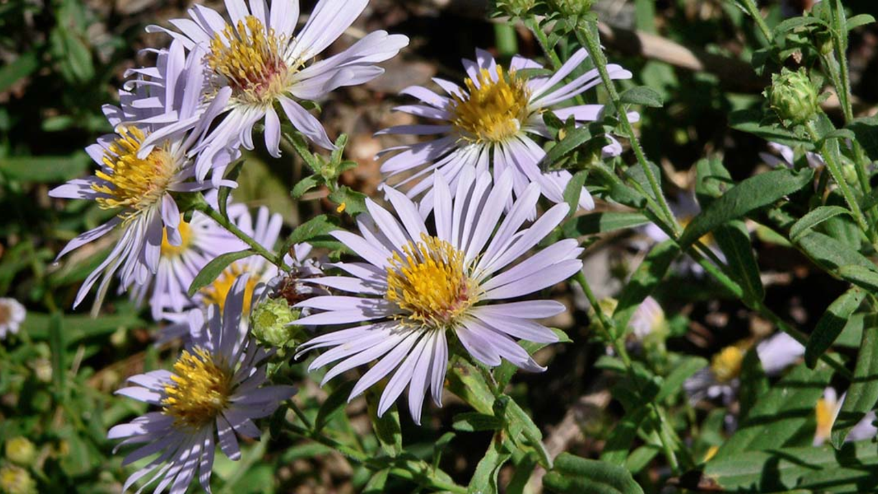 A California aster wildflower, often found in the Golden Gate National Parks. A California aster wildflower, often found in the Golden Gate National Parks.