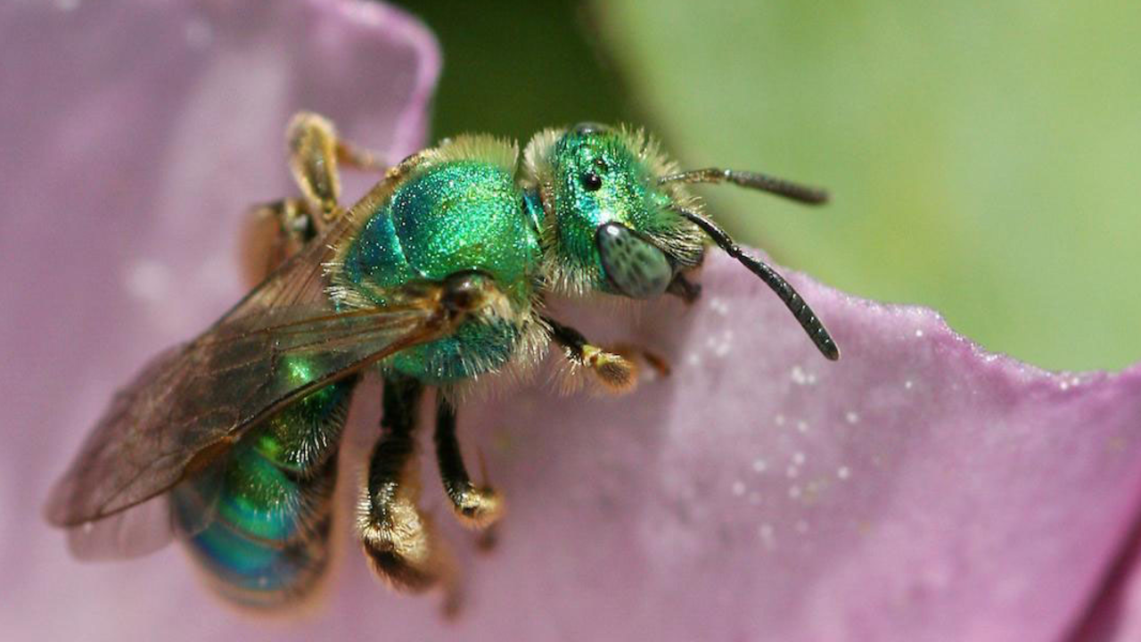 Green sweat bee (Agapostemon texanus) on flower