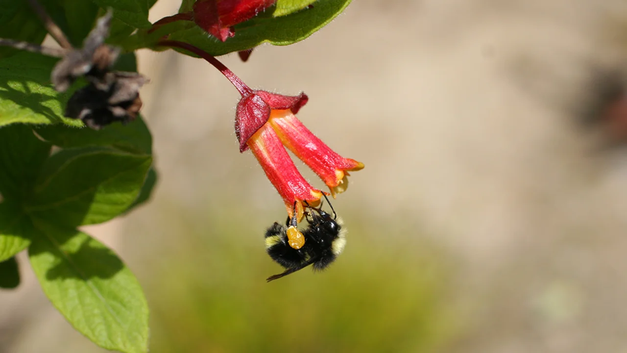 Bumble Bee (Bombus sp.) in the Golden Gate National Recreation Area