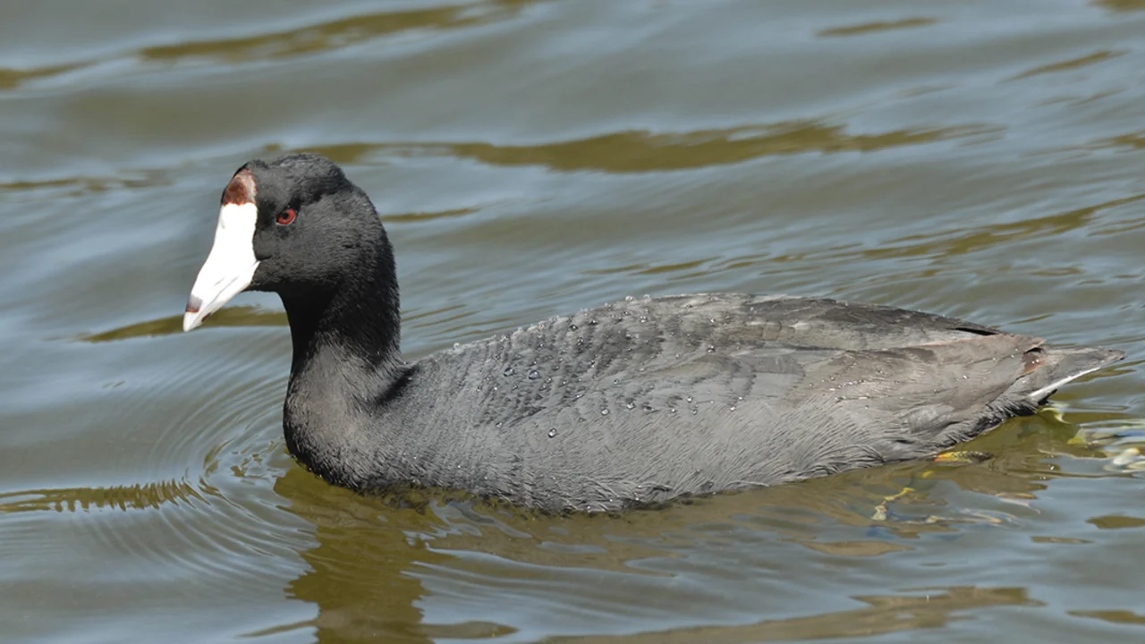 American Coot