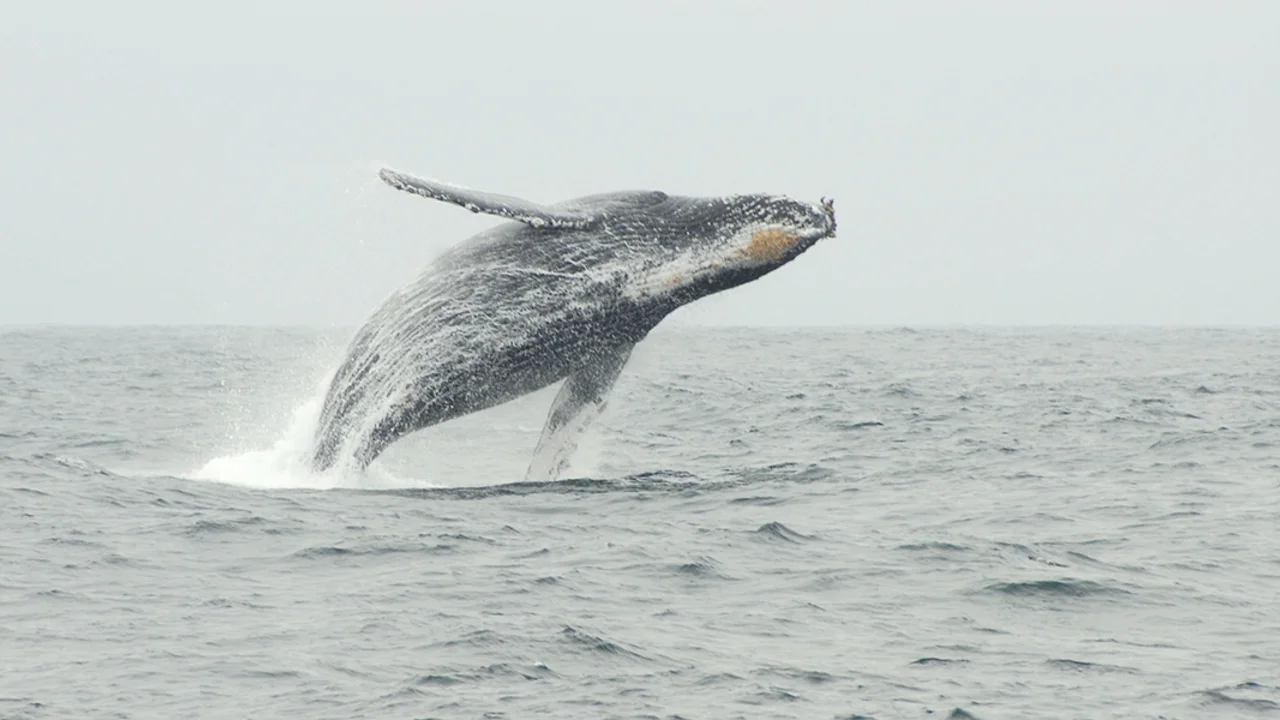 Humpback Whale
