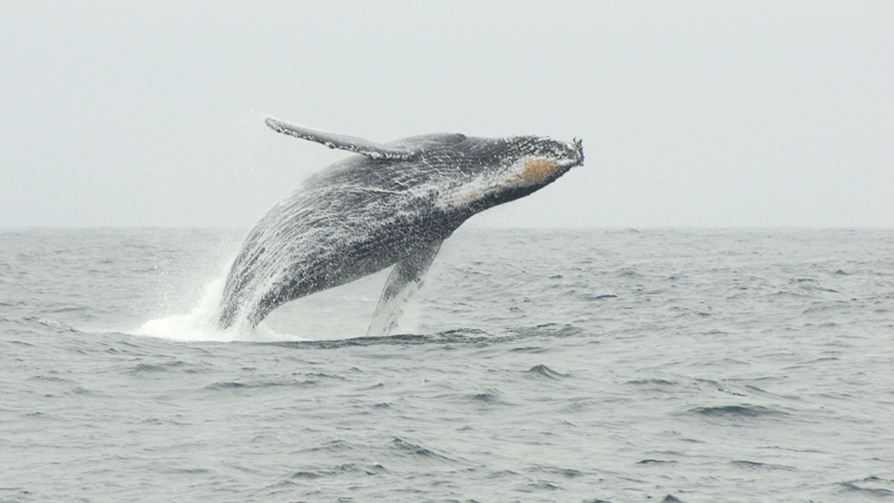 Humpback Whale Humpback Whale