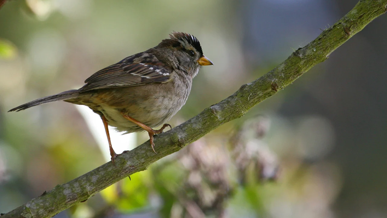 White Crowned Sparrow