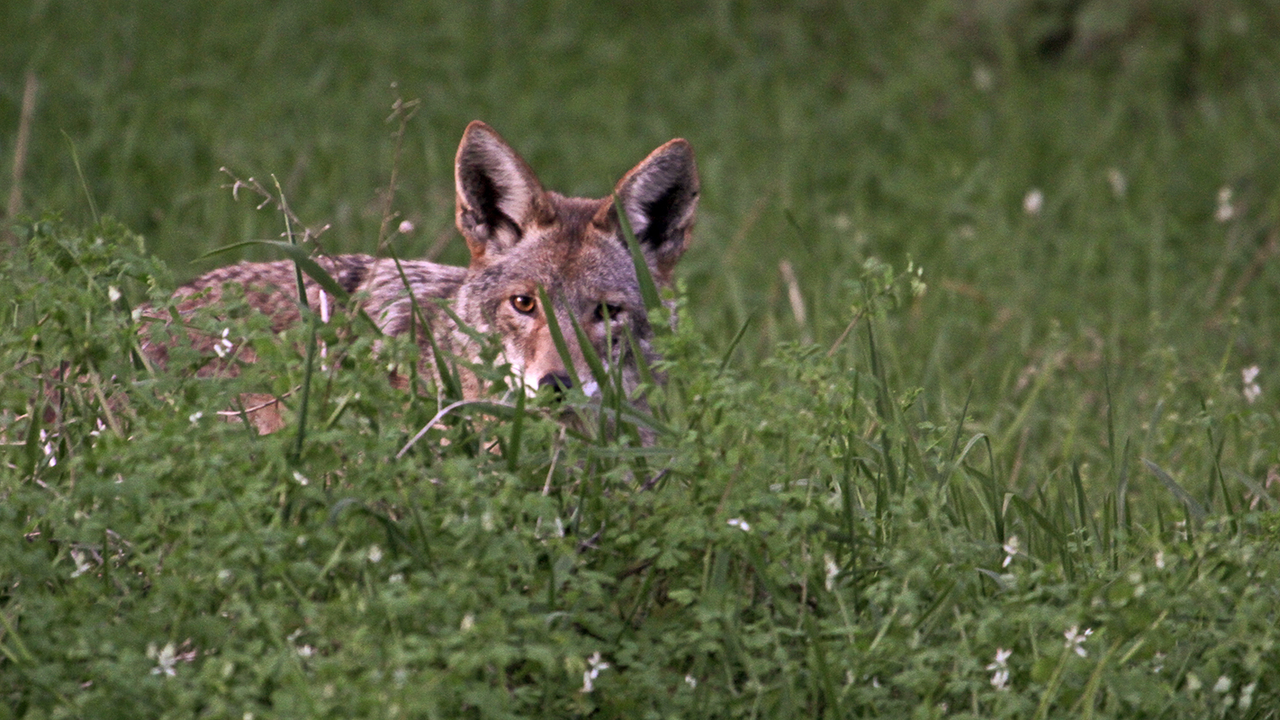 Coyote