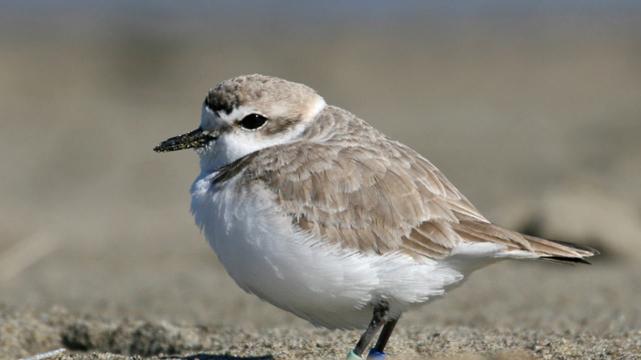 Snowy Plover