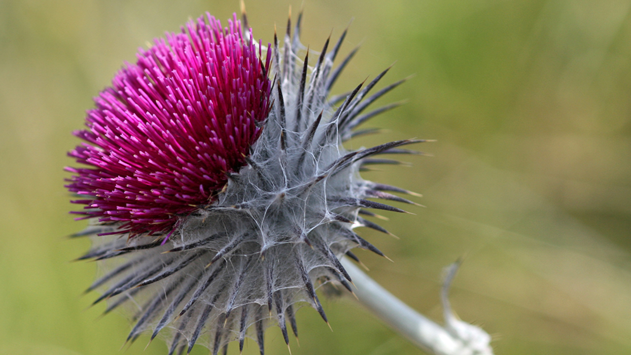 A_GEN_131213_WTE_093_2x1.jpg Cobweb Thistle