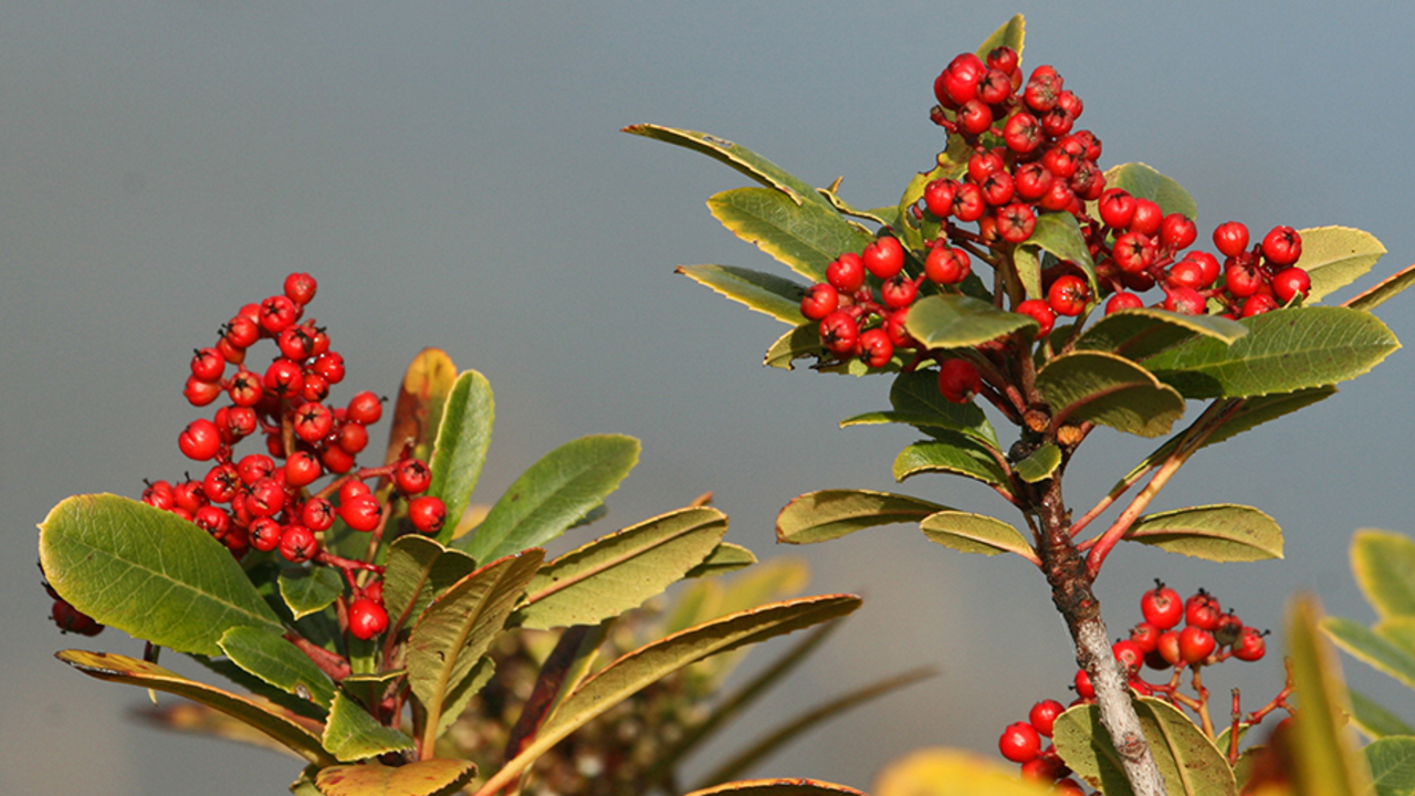 toyon, Christmas berry