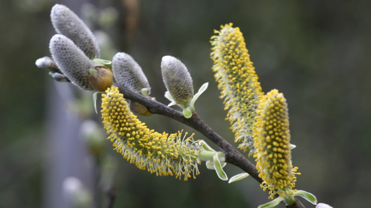 Salix lasiolepis (Arroyo Willow)