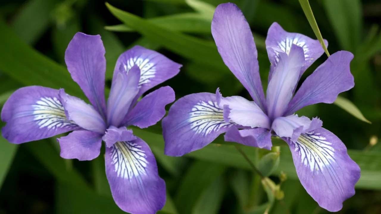 Iris douglasiana (Douglas Iris)