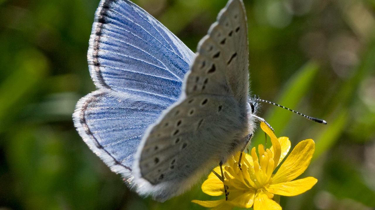Mission blue butterfly Mission blue butterfly