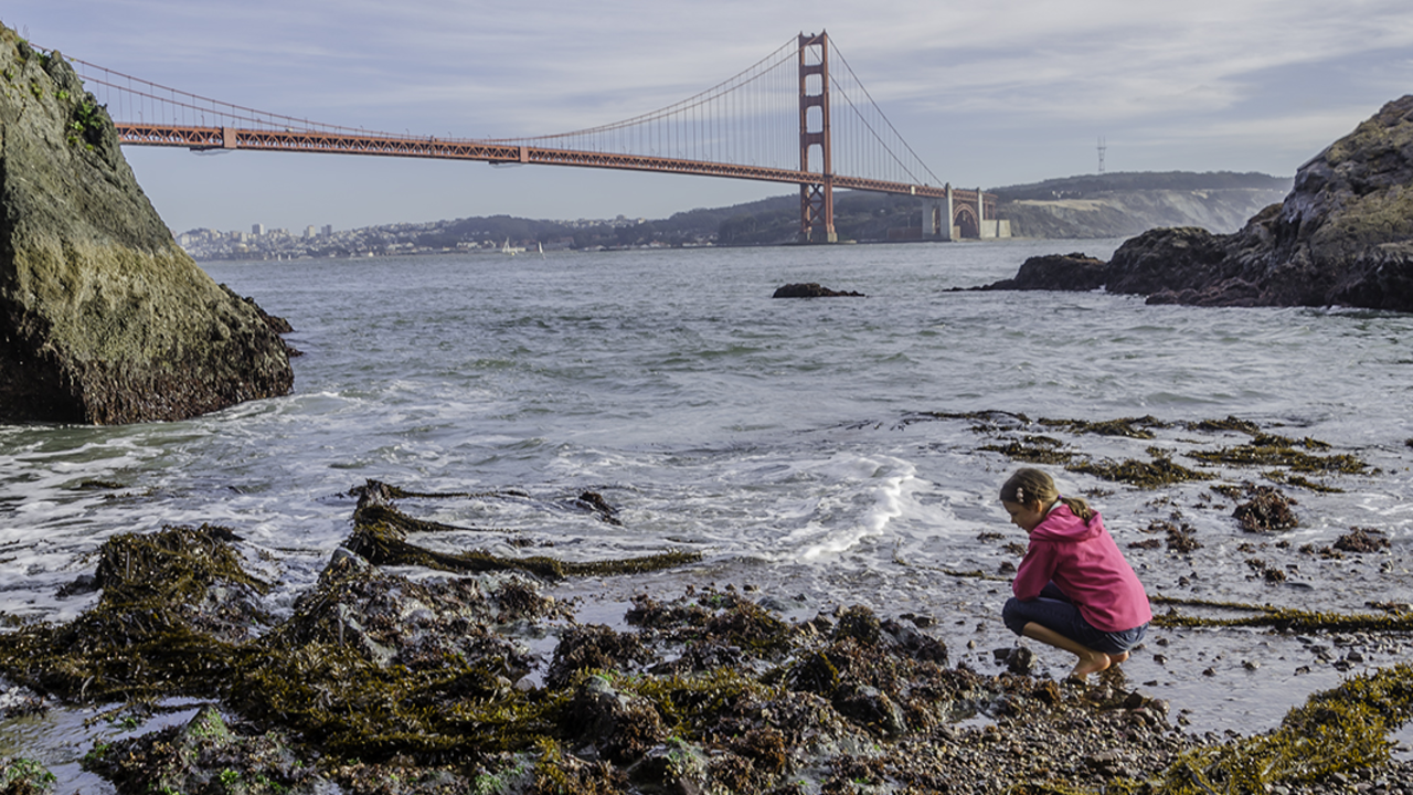 Girl looking at a tidepool, with the Golden Gate Bridge in the background