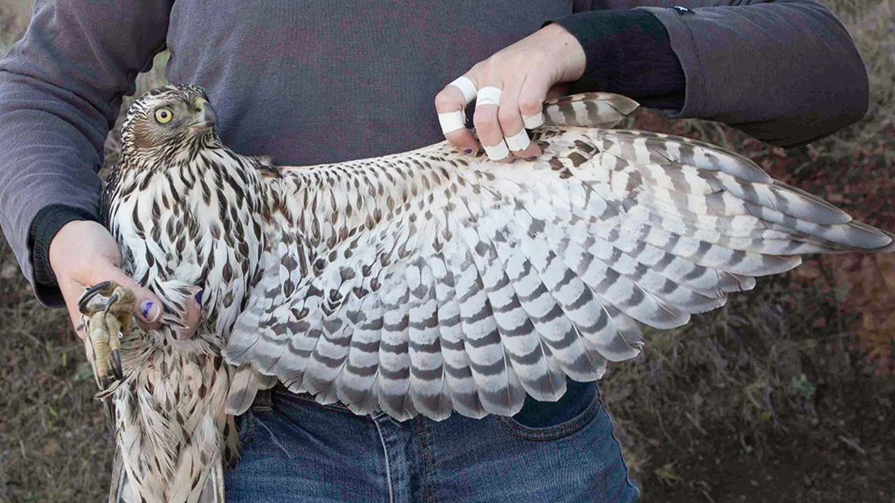 Northern Goshawk, GGRO