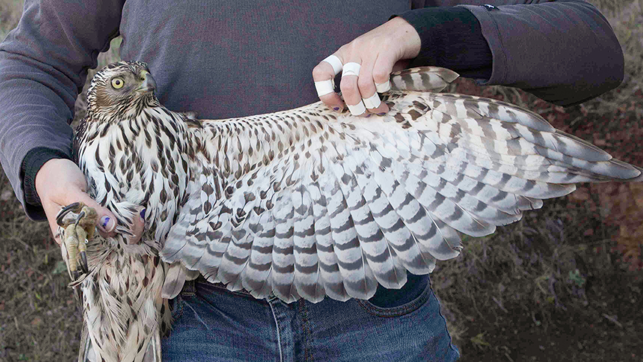A_MAHE_151125_ANON_15_2x1.jpg Northern Goshawk, GGRO