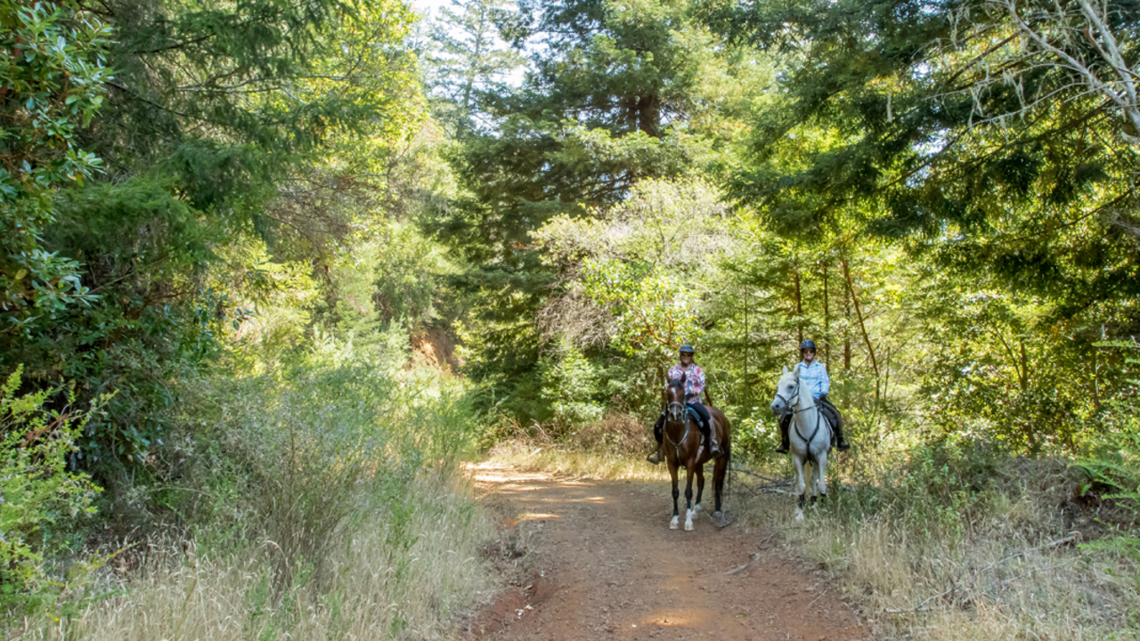 Horseback riding at Mount Tamalpais
