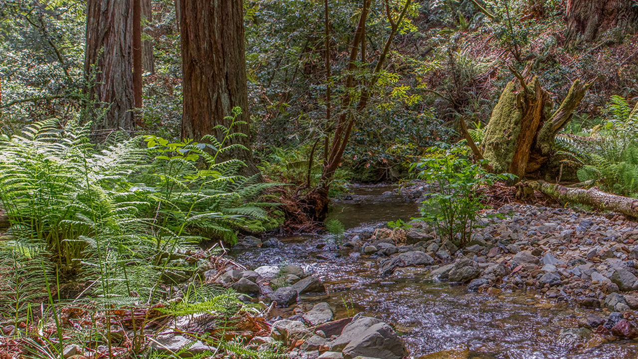 Redwood Creek in Muir Woods