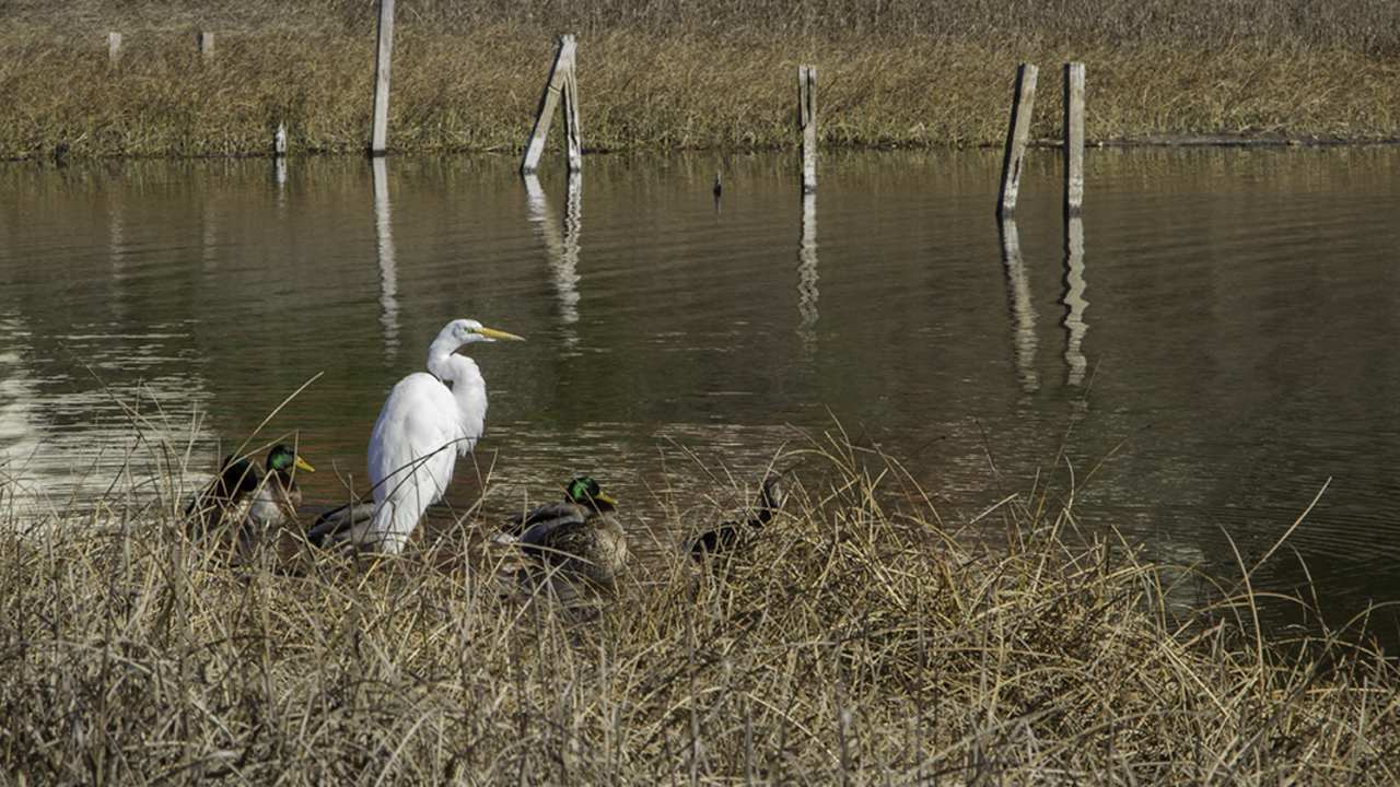 Rodeo Lagoon