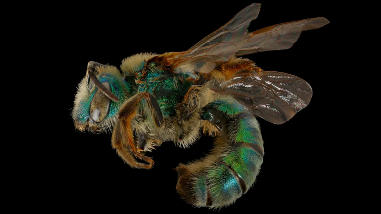 Tamalpais Bee Lab macrophotography. Shown is a green Agapostemon texanus.