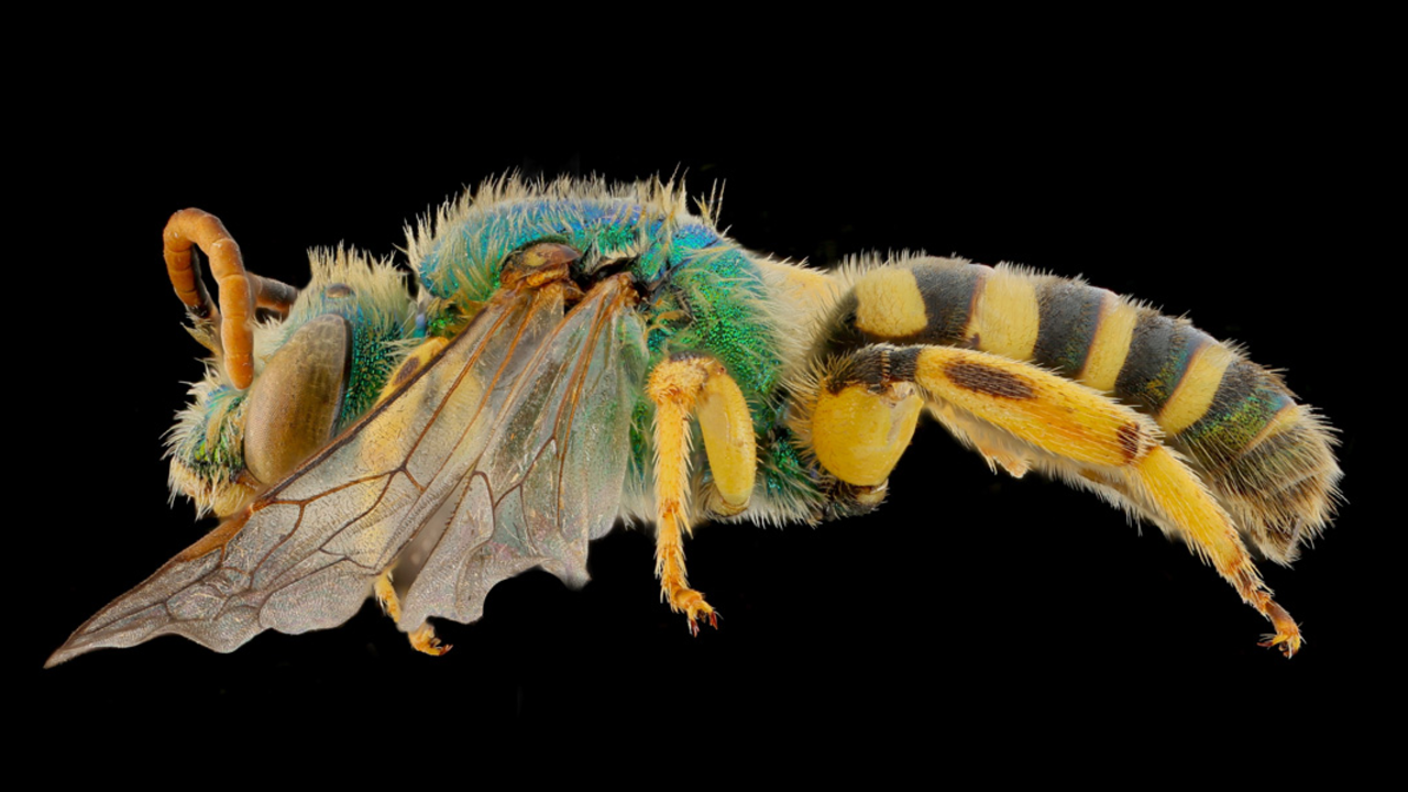 Tamalpais Bee Lab macrophotography. Shown is a green and yellow Agapostemon texanus.