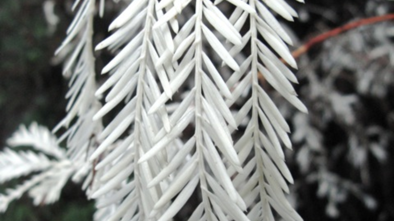 Albino redwood needles. Albino redwood needles.