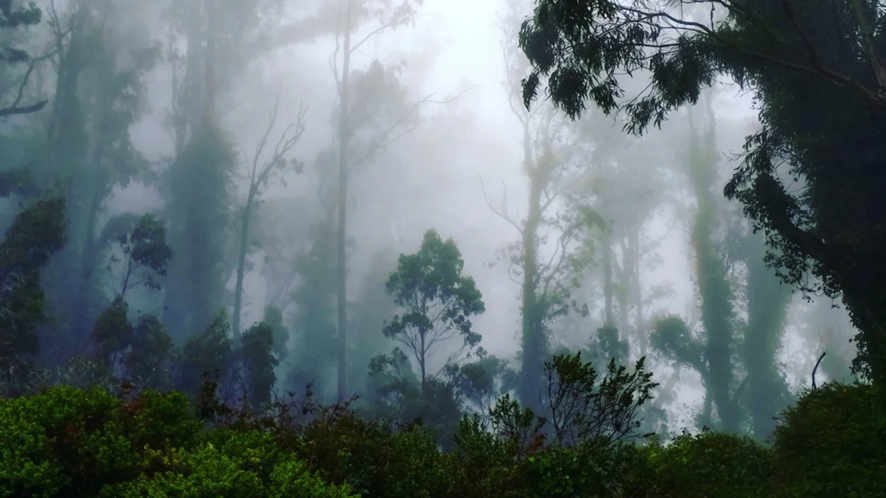 fog drifts through a coastal forest