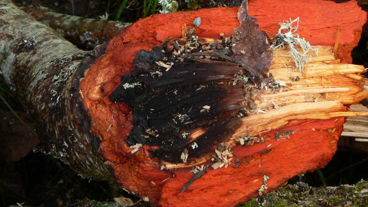 Red alder tree showing red bark.