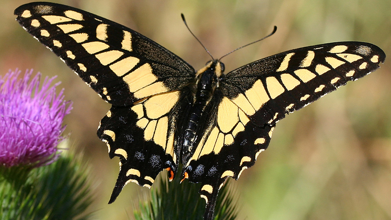 A black and yellow Anise Swallotwail butterfly sits on a plant with its wings open