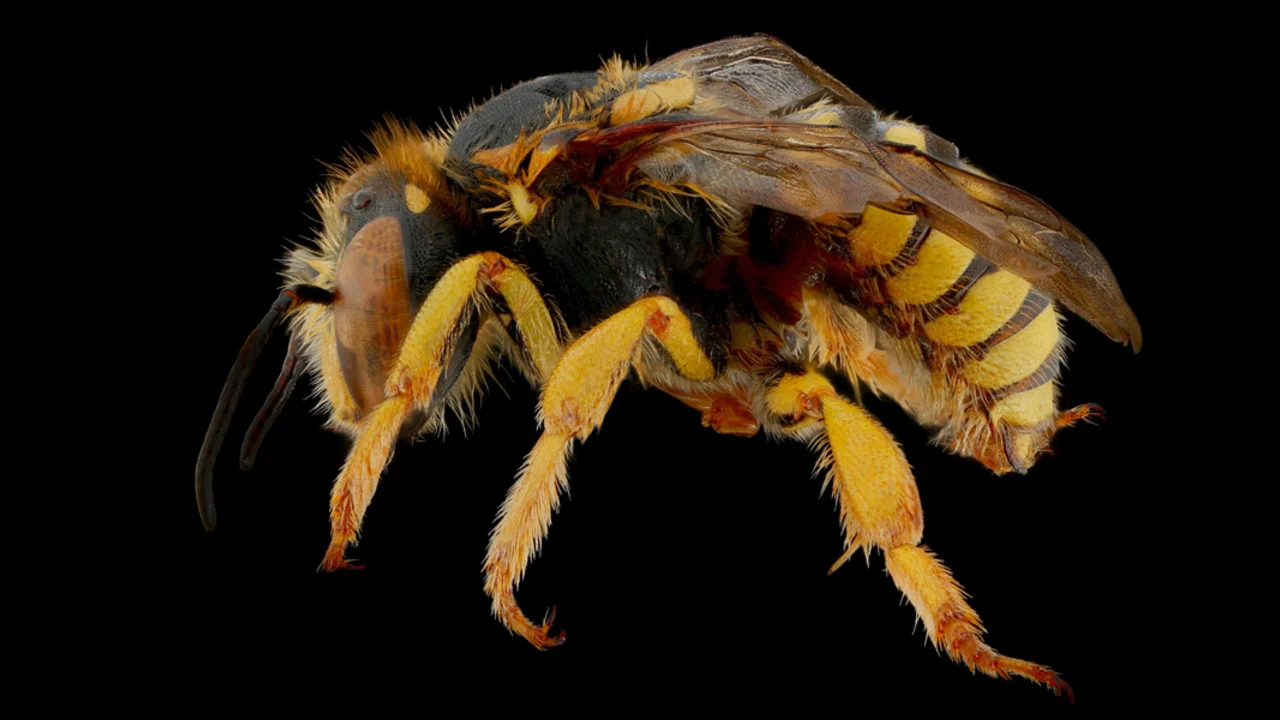 Tamalpais Bee Lab macrophotography. Shown is a yellow and black Anthidium placitum.