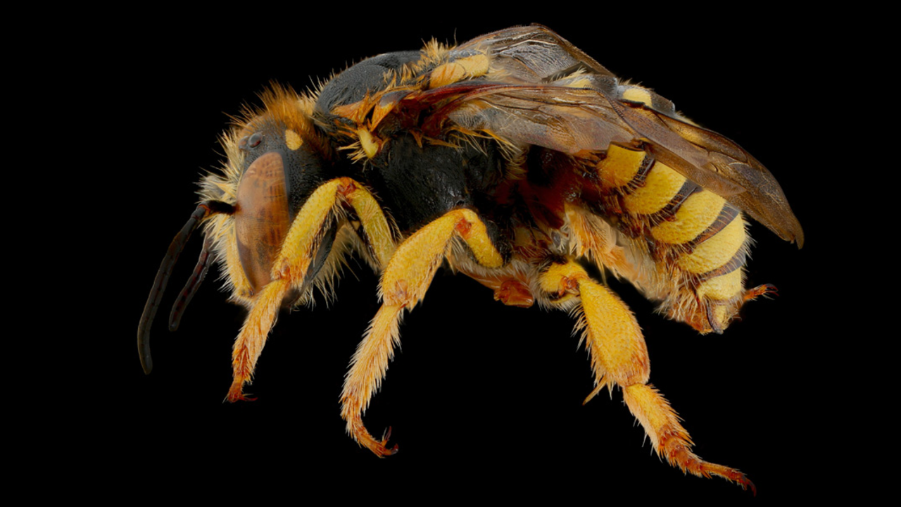 Tamalpais Bee Lab macrophotography. Shown is a yellow and black Anthidium placitum. Tamalpais Bee Lab macrophotography. Shown is a yellow and black Anthidium placitum.