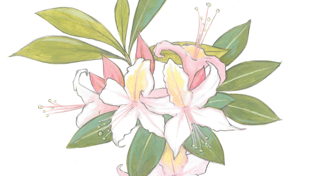 Illustration of western azalea by Grey Arena.