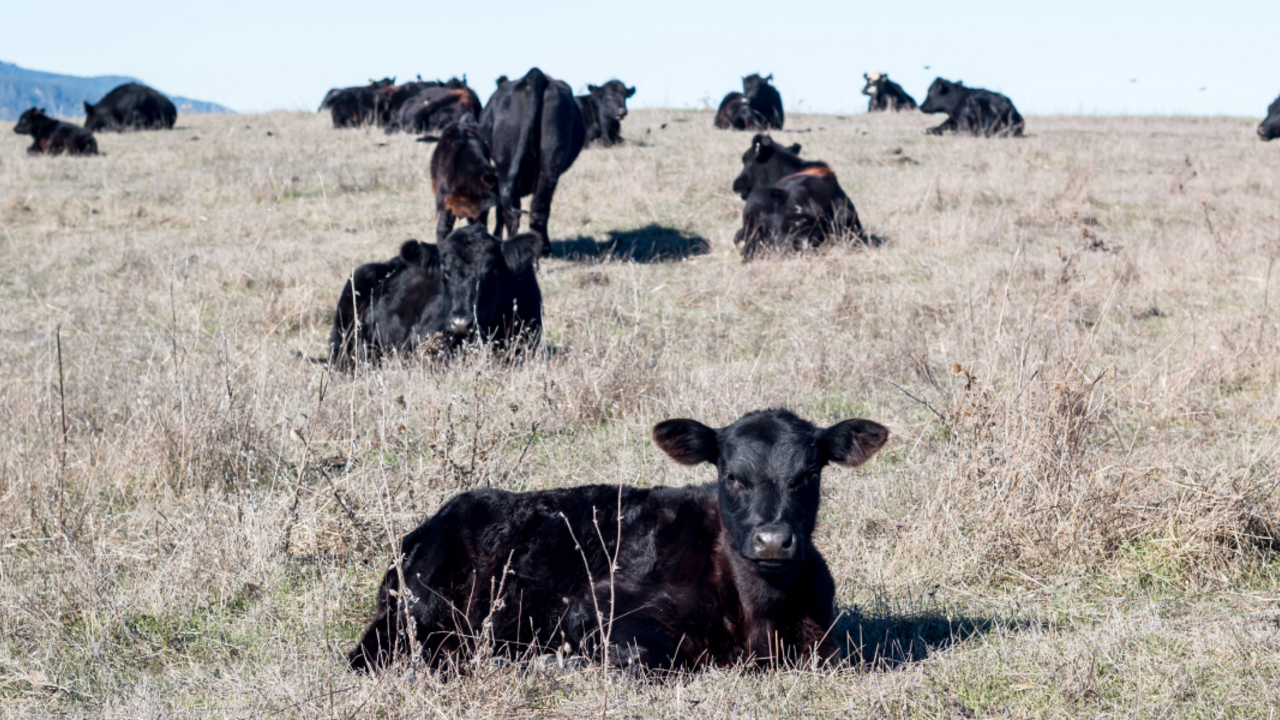 Cows graze at Bolinas Ridge