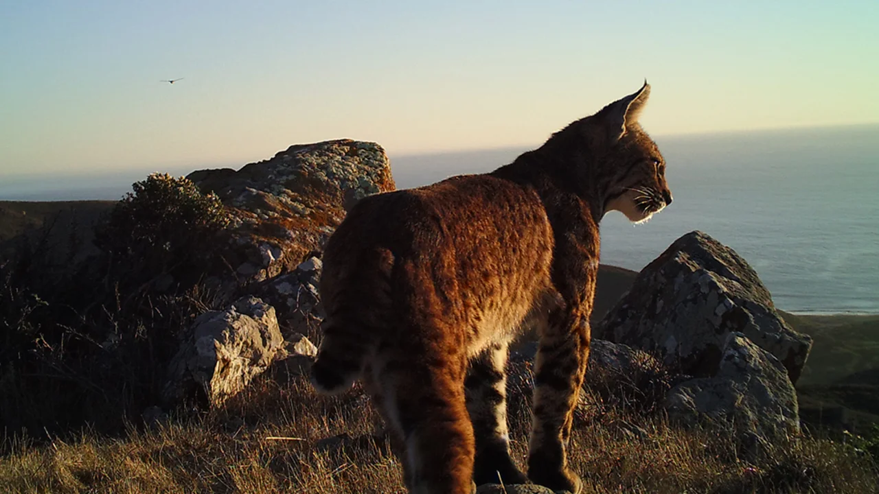 bobcat on mount tam