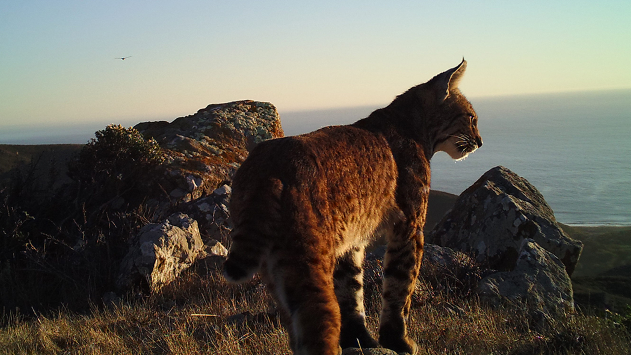 bobcat on mount tam