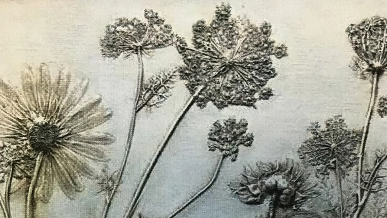 Botanical_Impressions_hero.jpg