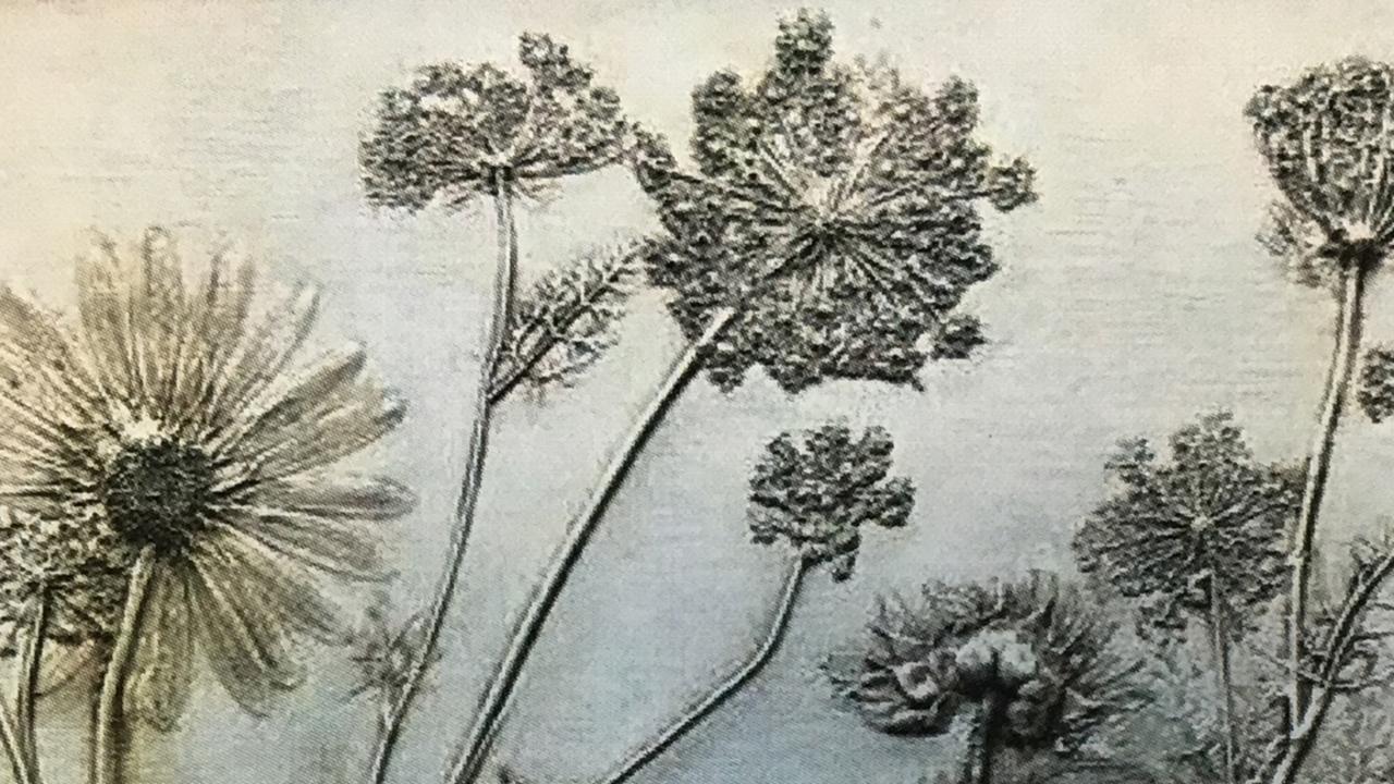 Botanical_Impressions_hero.jpg