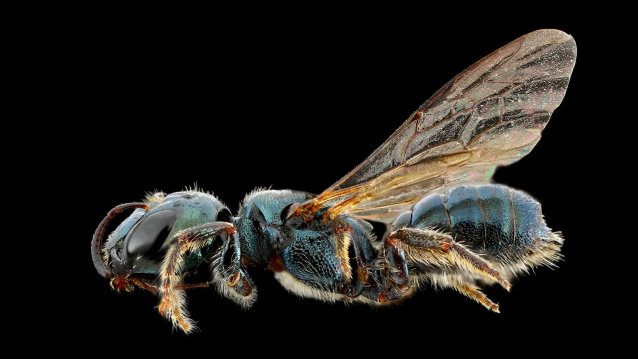 Tamalpais Bee Lab macrophotography. Shown is a blue Ceratina pacifica.