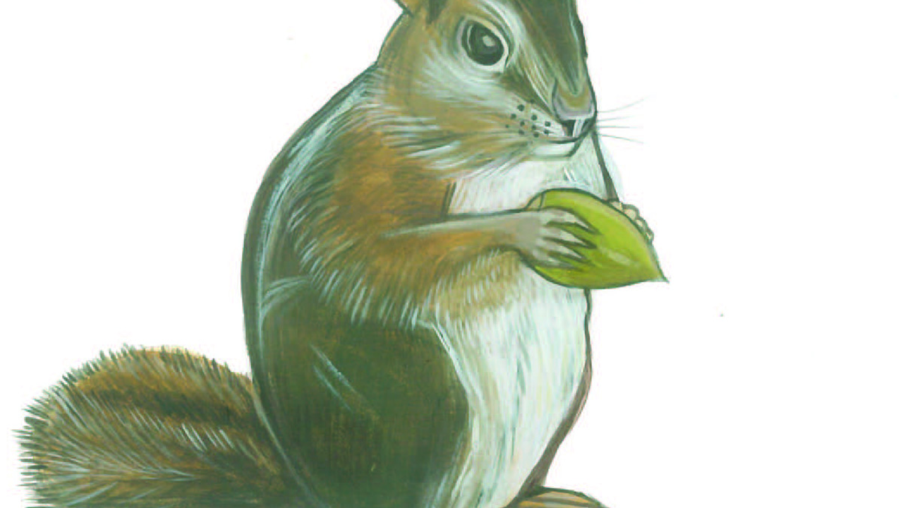 Illustration of a Sonoma chipmunk by Grey Arena.