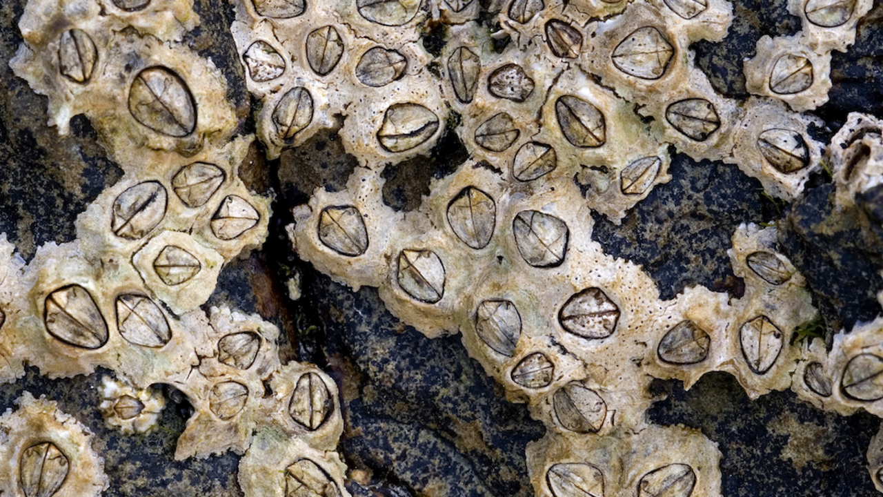Chthamalus_stellatus_2x1.jpg Chthamalus_stellatus_2x1.jpg