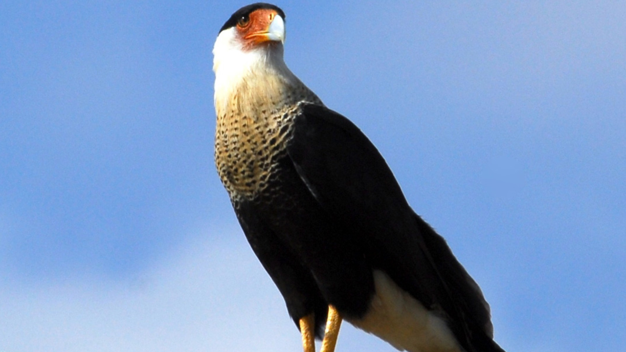 CrestedCaracara_CRCA_2x1.jpg CrestedCaracara_CRCA_2x1.jpg
