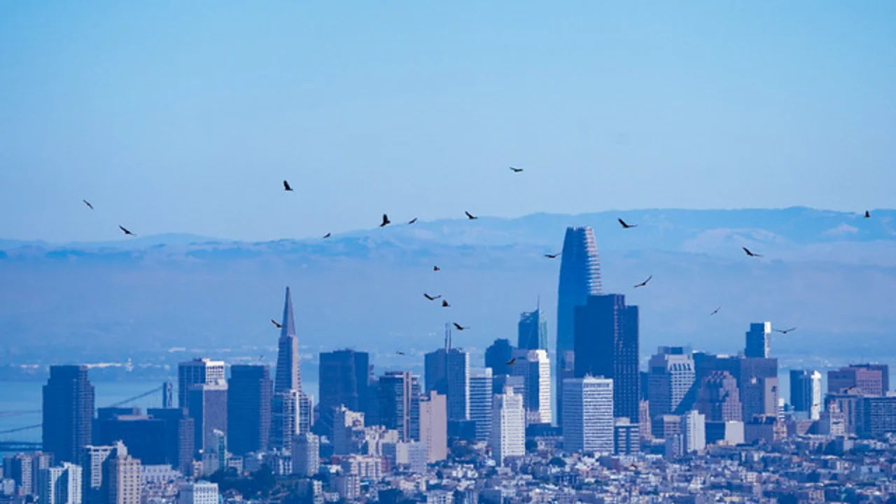 Kettle of Raptors Over San Francisco Skyline