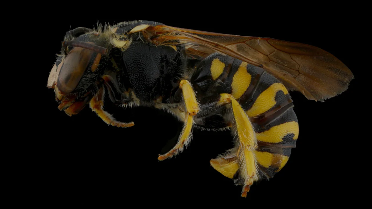 Tamalpais Bee Lab macrophotography. Shown is a black and yellow Dianthidium plenum.