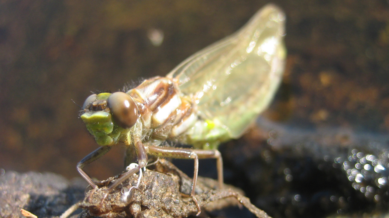 Darner emerging from its nymph self