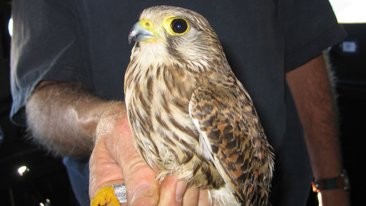 EurasianKestrel_Canon.jpg