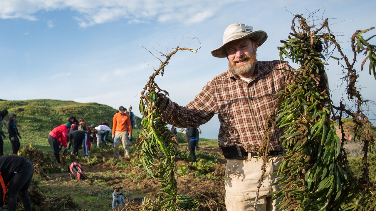 Volunteer removing invasive plants at Fort Funston